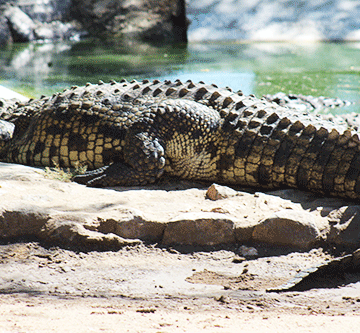 Ongadu natango omo i li mEtaka …otashi dulika di li mo dihapu 