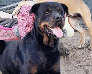 Dog-killers-2 Swakop up in arms over slain dog