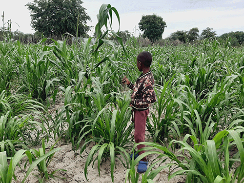 Farmers hope for bumper harvest