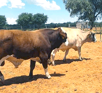 Mangetti Mangetti: New leadership to revive farmers’ association