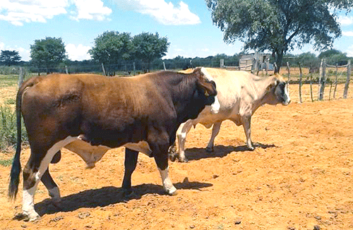 Mangetti: New leadership to revive farmers’ association