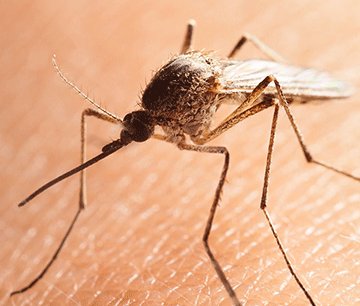 Malaria a hanya mOhangwena