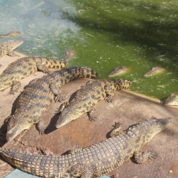 Crocodiles claim five lives in Kavango
