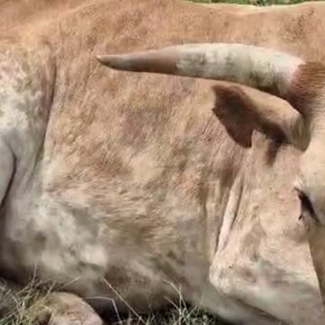 Va fudula mo nokulya eengobe da fya kombulwa 