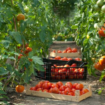 Farmers’ Kraal with Hanks Saisai – How to successfully venture into tomato production