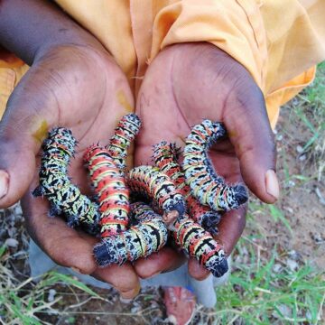 Osha nyika oshiponga okulikola oshuungu kEtosha – Opolifi tai ti