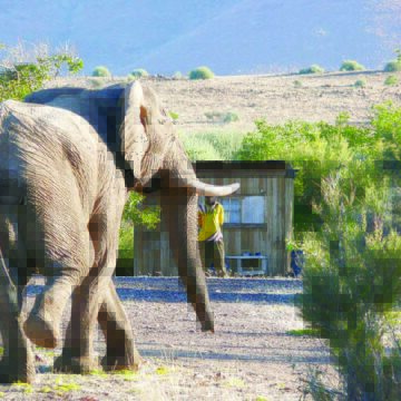 Human-wildlife conflict clashes increase