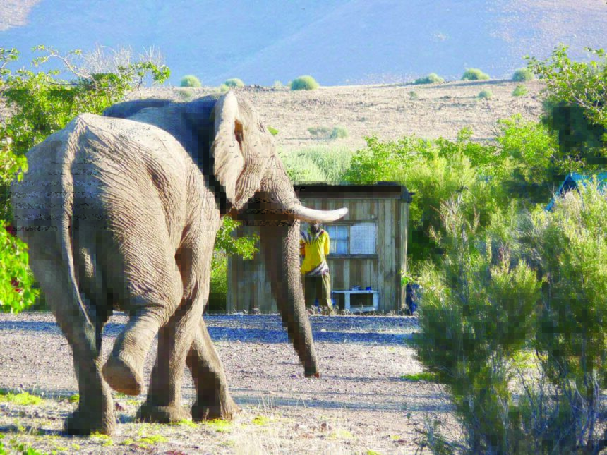 Human-wildlife conflict clashes increase
