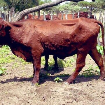 Lumpy Omarandisiro mEpukiro ngunda yapata