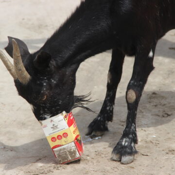 Ministry extends livestock subsidy claims deadline