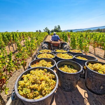 Namibia’s table grapes hit record export volumes …remains in high demand