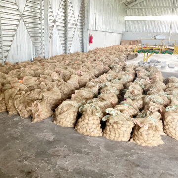 Potato Sikondo delivers our potatoes