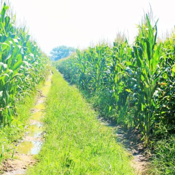 MPs push for Ethiopian agri strategies