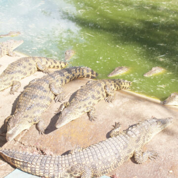 Vangandu kuna kwata vantu vatano moKavango 