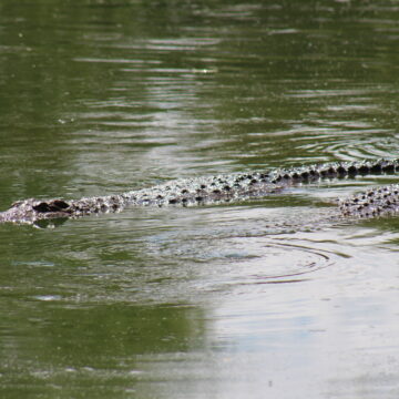 N$45m paid in human-wildlife conflict claims 