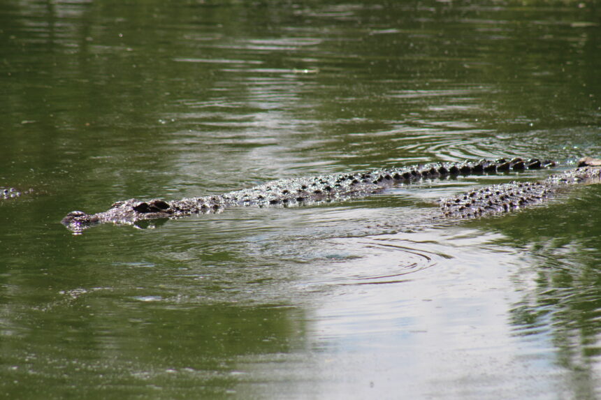 N$45m paid in human-wildlife conflict claims 