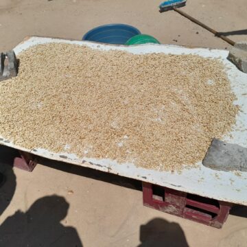 Topnaars: !Nara survival under threat