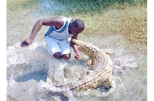 Residents warned against toying with stray crocodiles