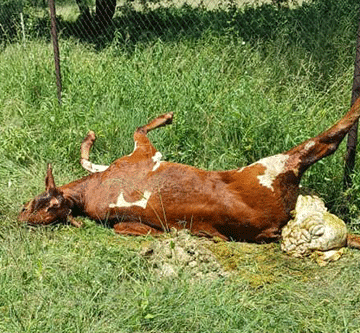 Eengobe mOshakati tadi tetwa omifipa kookalyamupombo