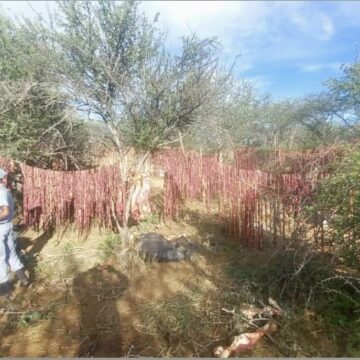 Ovafekelwa moulunga nedipao leengobe momhangu