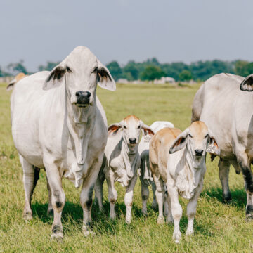 Opinion – Livestock production: Strategies for formal vs informal market