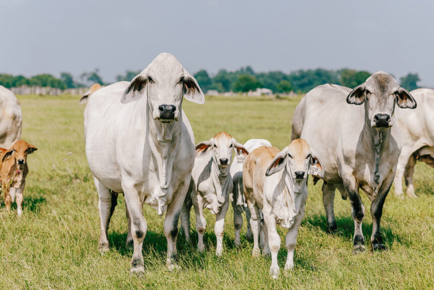 Opinion – Livestock production: Strategies for formal vs informal market
