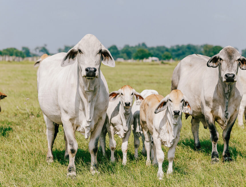 Opinion – Livestock production: Strategies for formal vs informal market