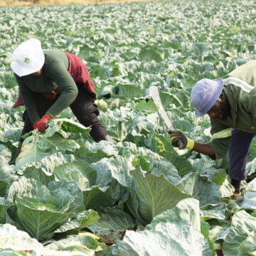 N$561m to intensify agro-processing, Green Schemes …NNN wants imports reduced by 80%