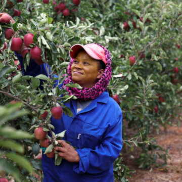 Namibia imports apples worth over N$35 million 