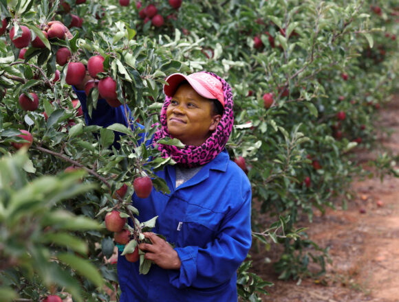 Namibia imports apples worth over N$35 million 