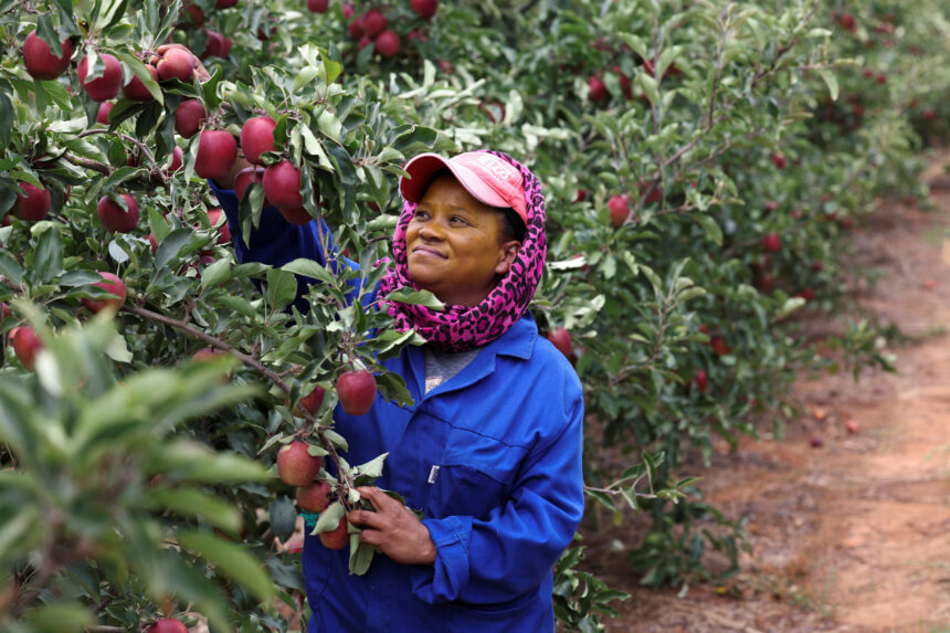 Namibia imports apples worth over N$35 million 