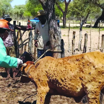 Eiseb Block, Epukiro livestock movement restricted 