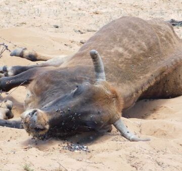 DROUGHT 1 (2) NCA farmers demand better market access