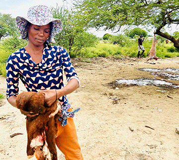 Women turn goat skin for survival