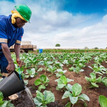 Farmers’ Kraal – Vital tips on caring for summer crops