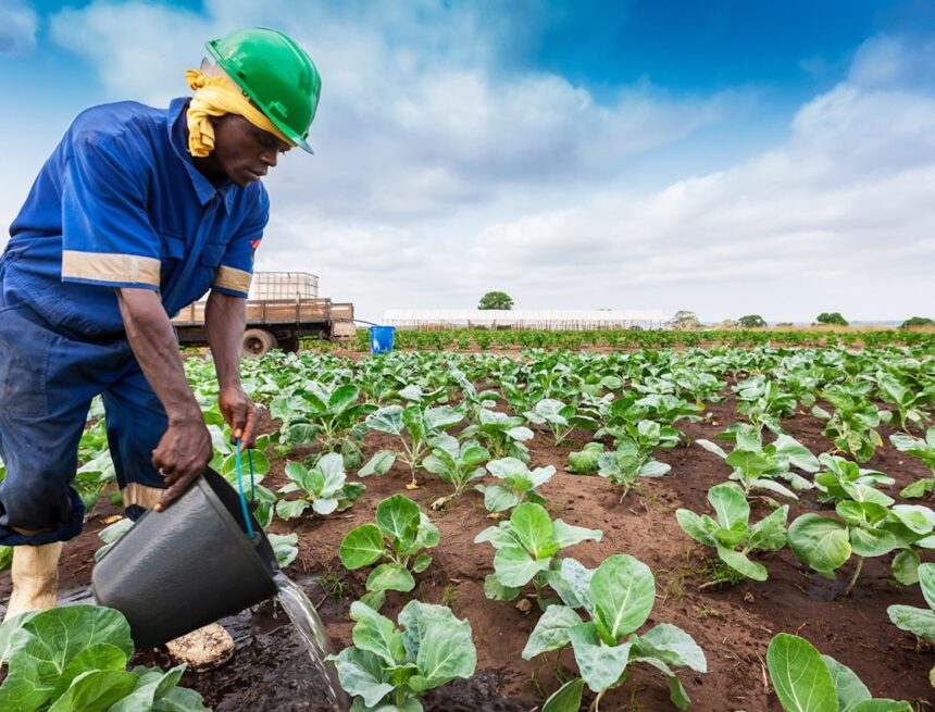 Farmers’ Kraal – Vital tips on caring for summer crops