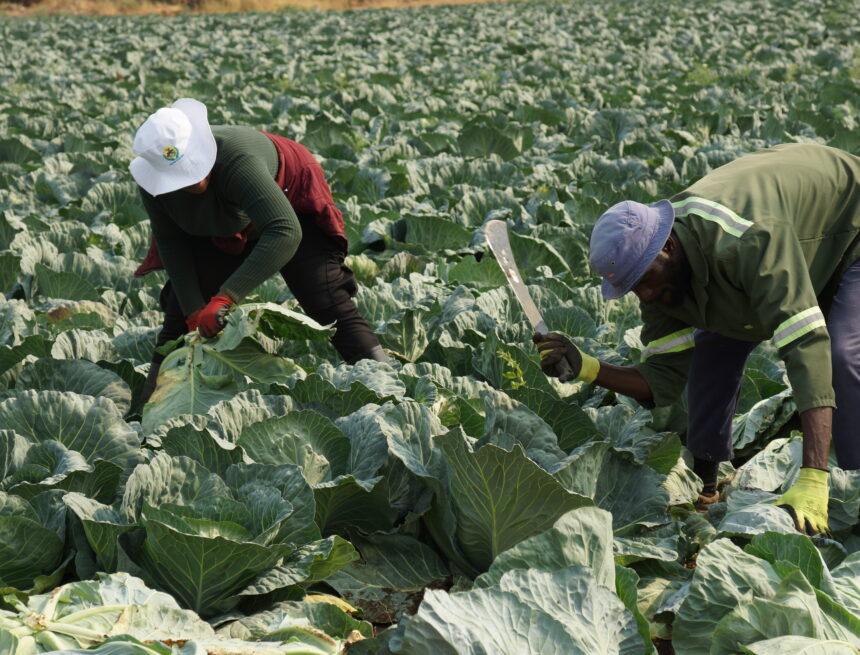 Farmers’ Kraal – The importance of developing a crop management plan