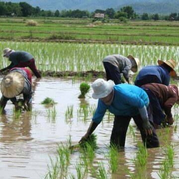 Farmers’ Kraal – Navigating challenges of rainy season 