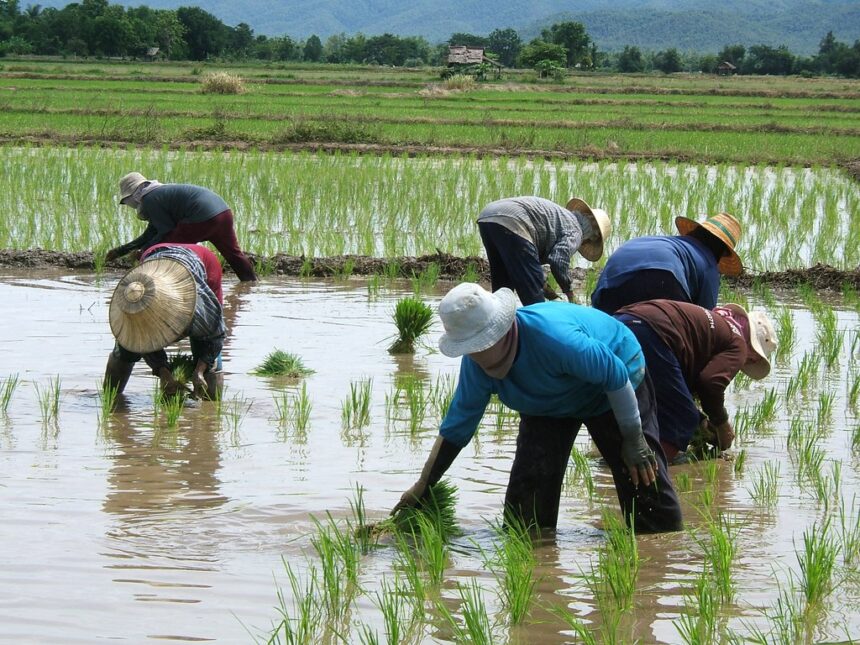 Farmers’ Kraal – Navigating challenges of rainy season 