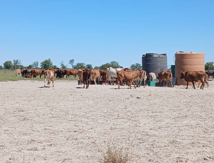 Flood Oshikoto Eengobe 12500 da tunhilwa komukifi wombulwa