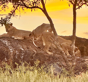 Lions terrorise Judea Lyaboloma 