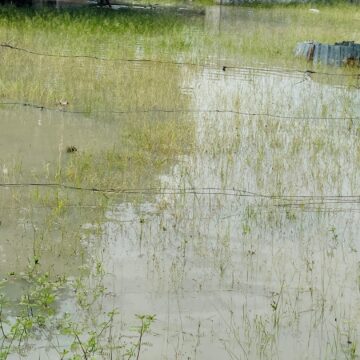 Omukainhu a xulifila momeva nokaana kaye ke li modikwa  …Vati okwa li tava i koshipangelo 
