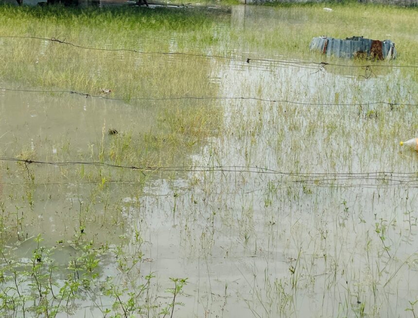 Omukainhu a xulifila momeva nokaana kaye ke li modikwa  …Vati okwa li tava i koshipangelo 