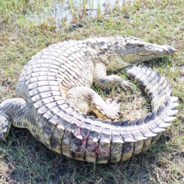 ‘Oye a hindi ongandu – ita futwa’ 