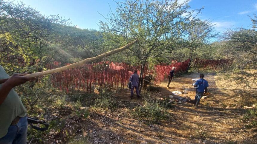 Four Outjo stock theft suspects nabbed  … 31 cattle stolen 