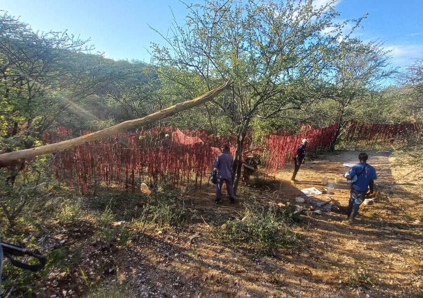 Four Outjo stock theft suspects nabbed  … 31 cattle stolen 