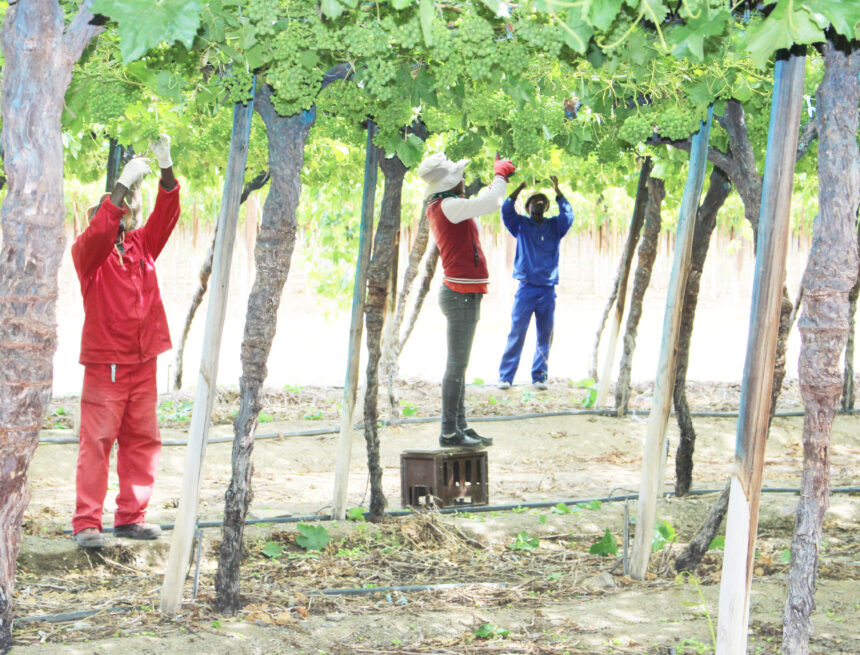 MP wants Orange River irrigation revived