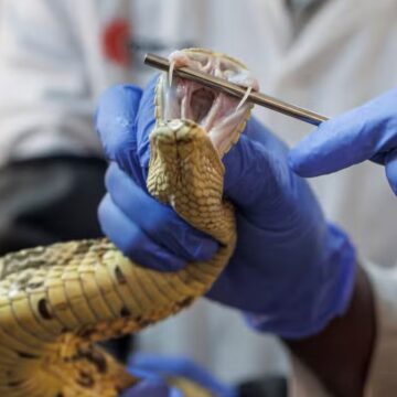 Kenya’s desperate need for more snake antivenom