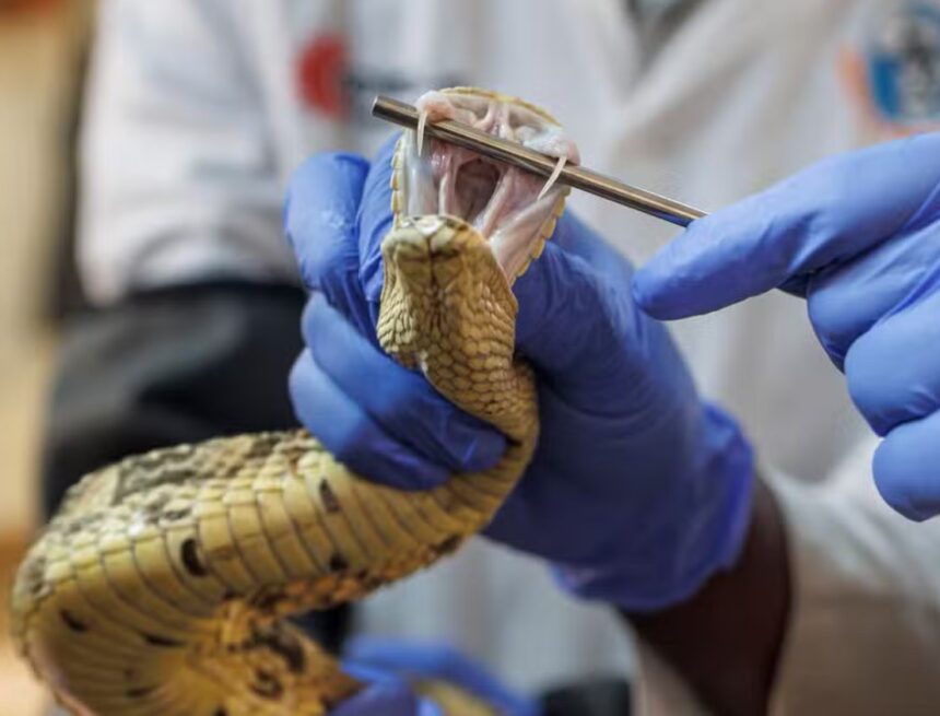 Kenya’s desperate need for more snake antivenom