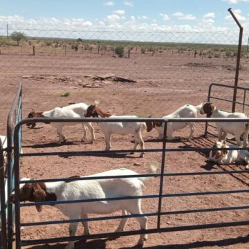 Gainachas farmers’ goats scheme delivers big …as elderly receive livestock 